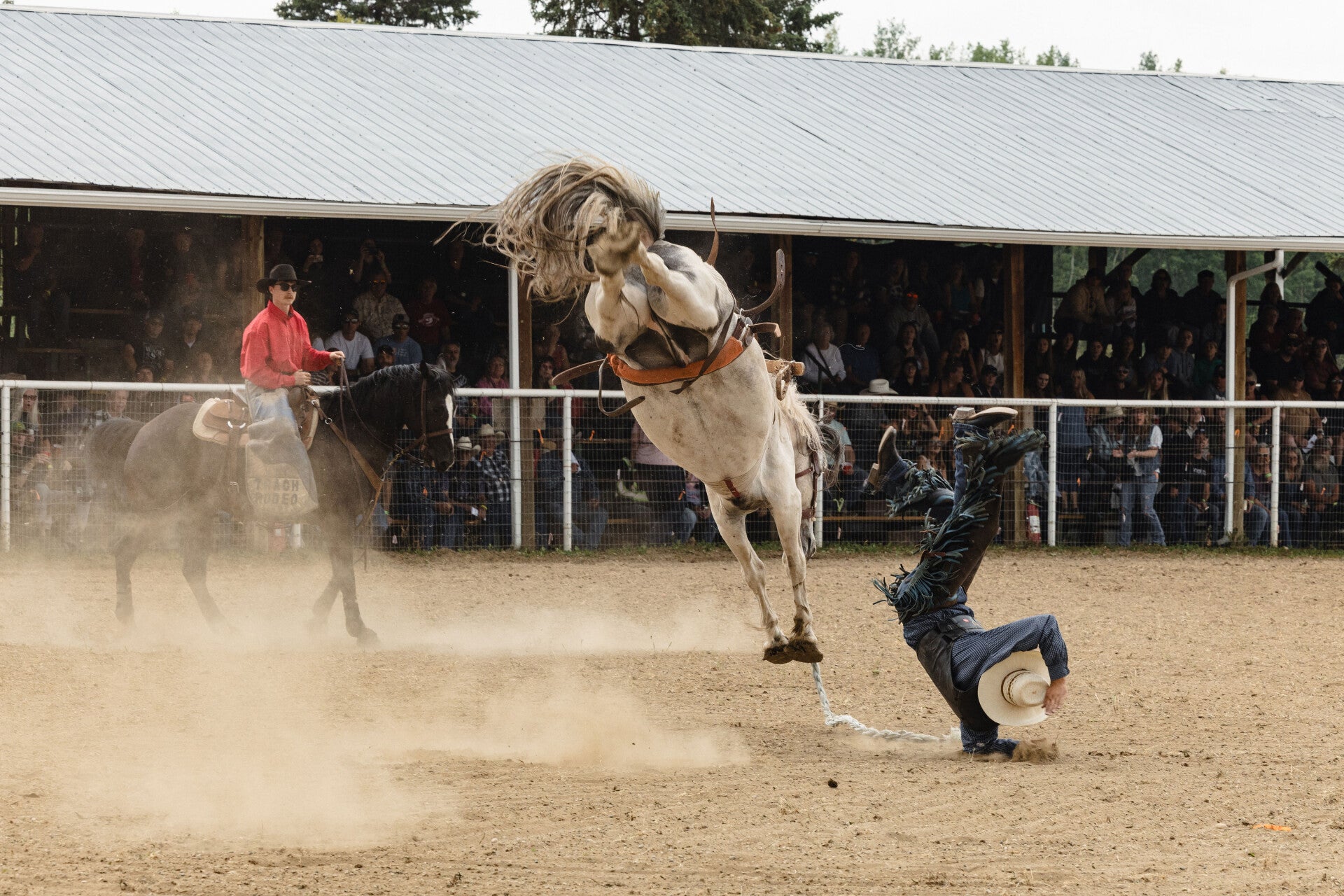 Saddle bronc rider at the Entwistle Rodeo